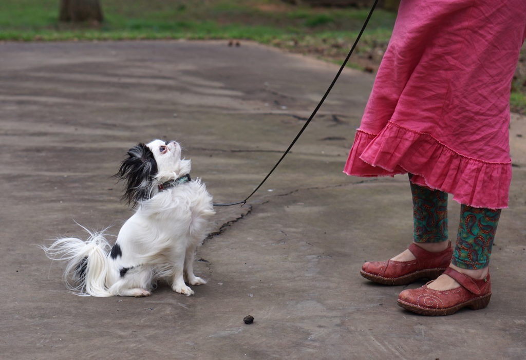 Hestia (small black and white dog) sitting with wind blown hair, looking at Veronica who is wearing a pink skirt and green and orange leggings and red shoes.