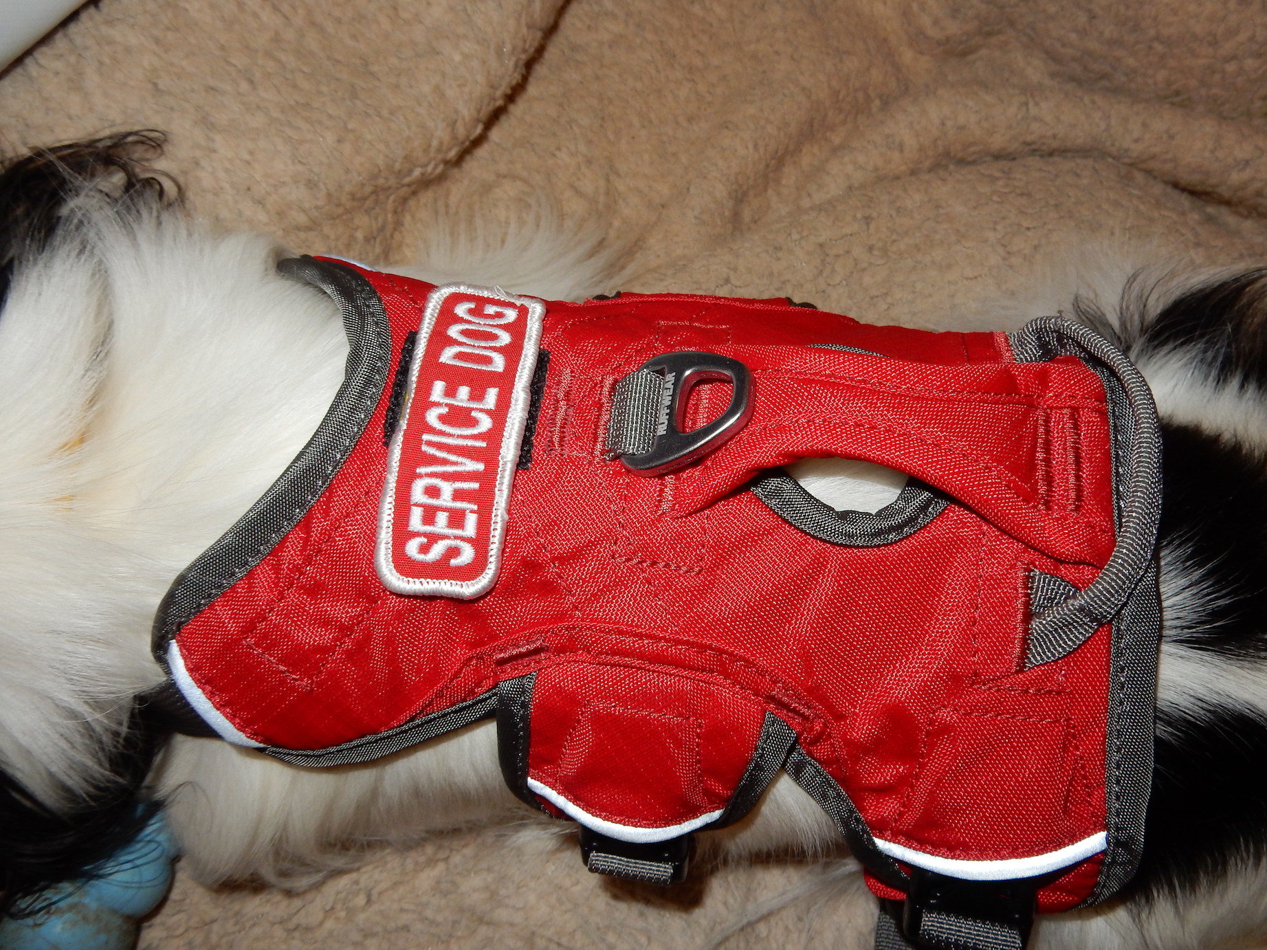 ruffwear service dog