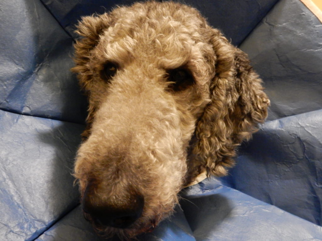 Ollie's head surrounded by blue cone.