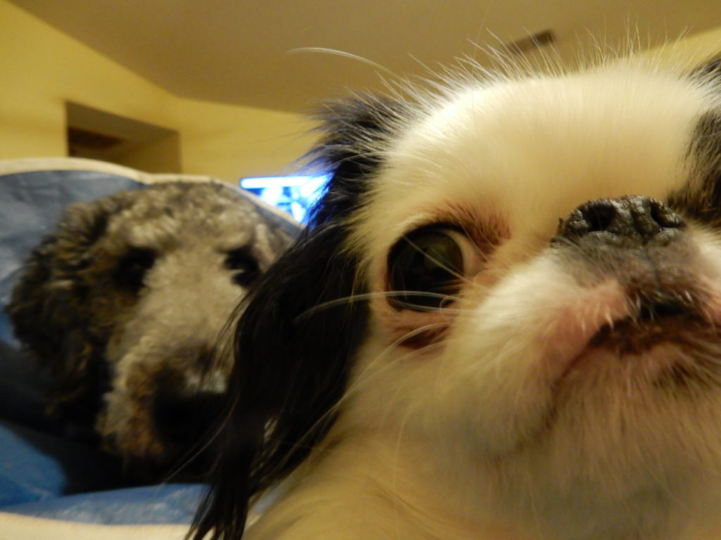 Photobomb number one! Hestia snuck in front of the camera just as I was taking a picture!