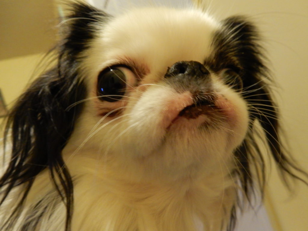 Closeup of Hestia's face. She is like "now you're taking a picture of the right dog!"
