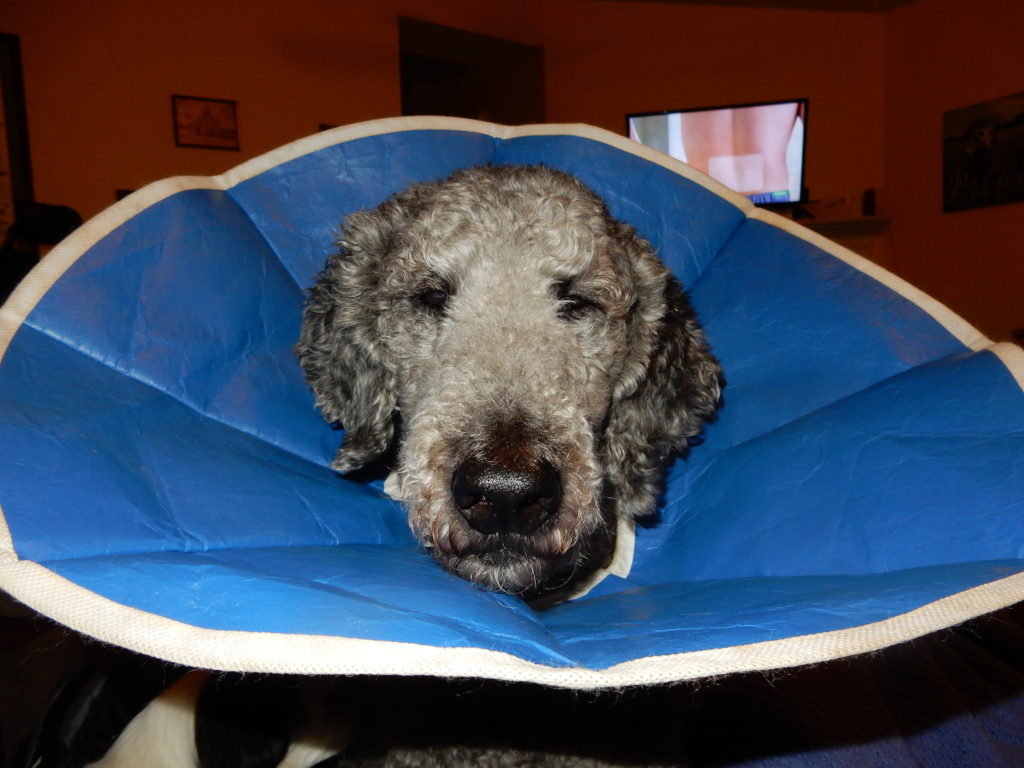 Ollie in the cone of shame, squinting in the light of the flash.