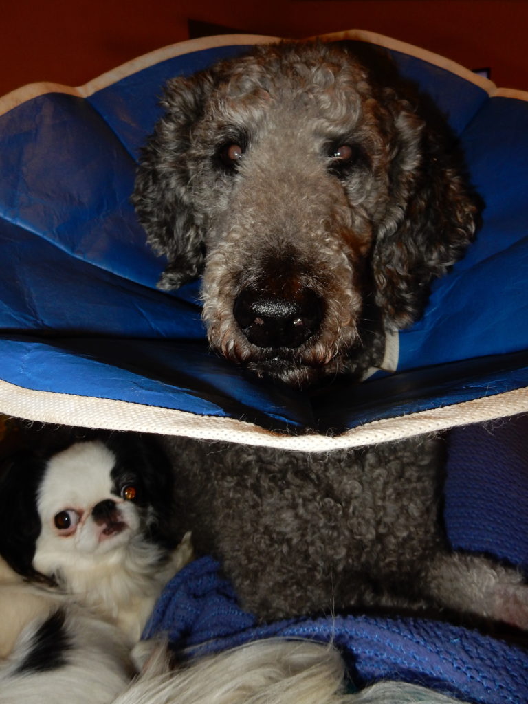 Photobomb number two! Ollie in the cone of shame with Hestia underneath the cone of shame.