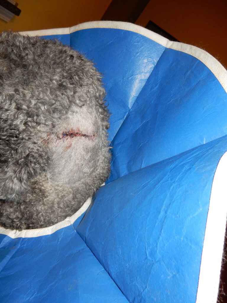 Closeup of Ollie's neck where another cyst was removed.