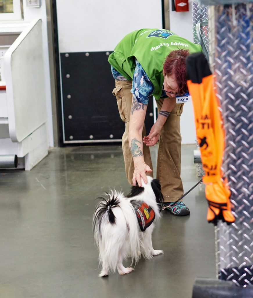 Hestia being petted by the Sam's worker.