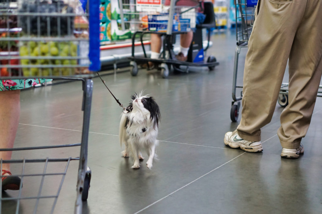 Closeup of Hestia heeling next to the cart, looking up at Veronica