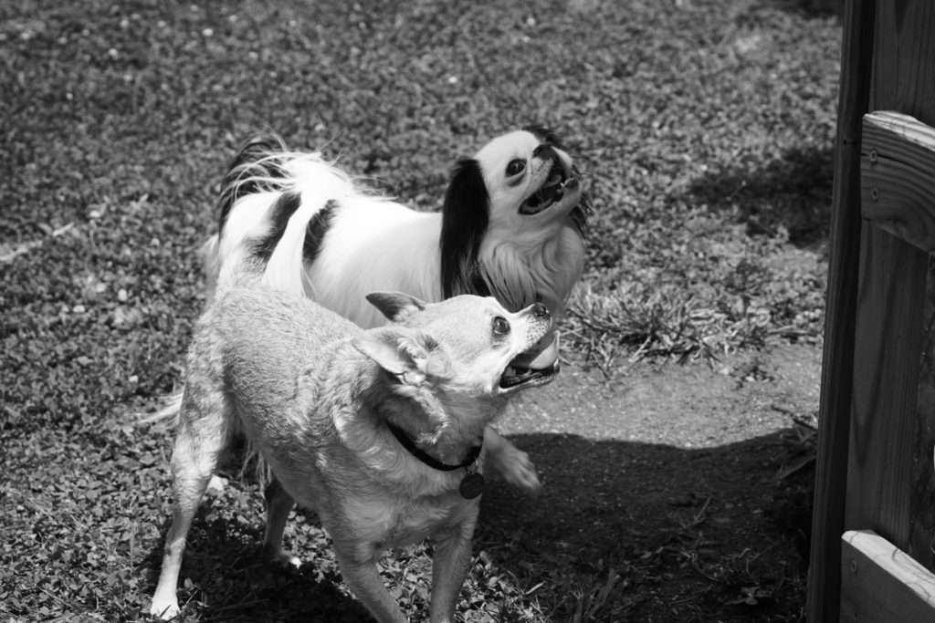 Chili and Hestia are in the yard and look up and to the right in this black and white photo.