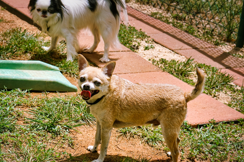 Chili stands in front of the brick walkway with his tongue hanging out. Hestia is behind him, watching.