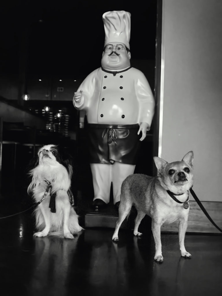 Black and white photo of Hestia and Chili at the Indian restaurant, standing in front of a small chef statue. Hestia is sitting and licking her nose, while Chili is standing and giving a super cute look to the camera.