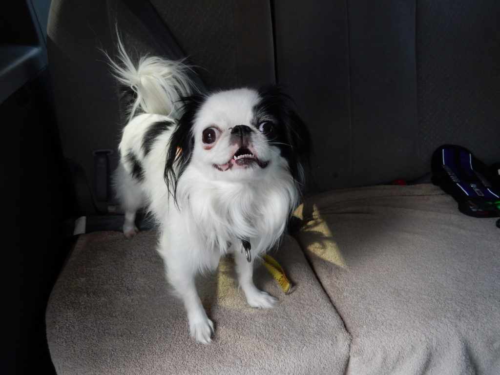 Hestia smiles at the camera, ready for an adventure in the van!