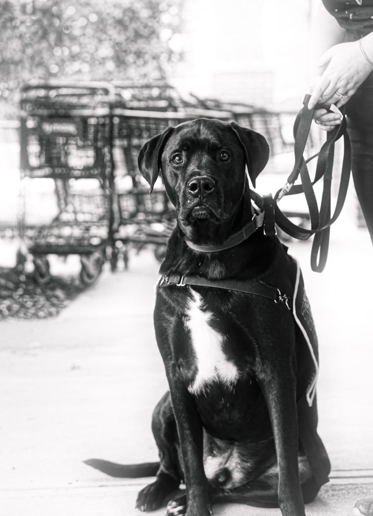 A black and white picture of Jax looking at the camera.