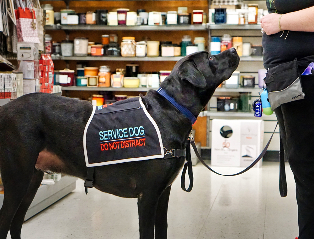 Jax shows off his vest. It says "service dog, do not distract".