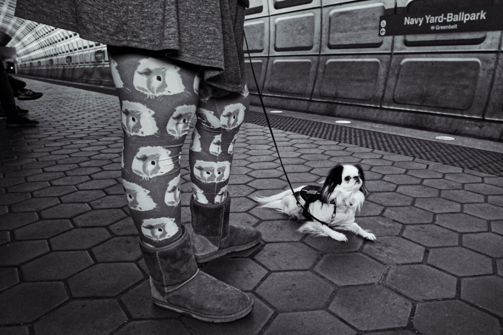 A black and white picture of Hestia lying down on the Metro platform waiting for the train.