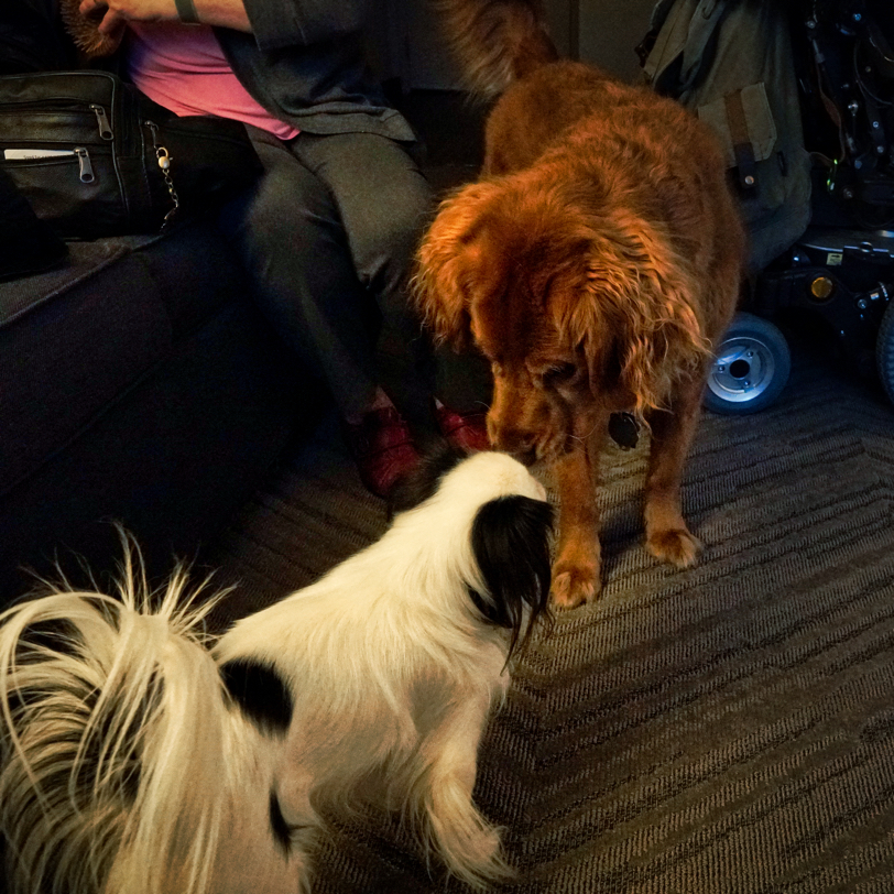Hestia, a small black and white Japanese Chin, is nose to nose with Roger, a red Golden Retriever