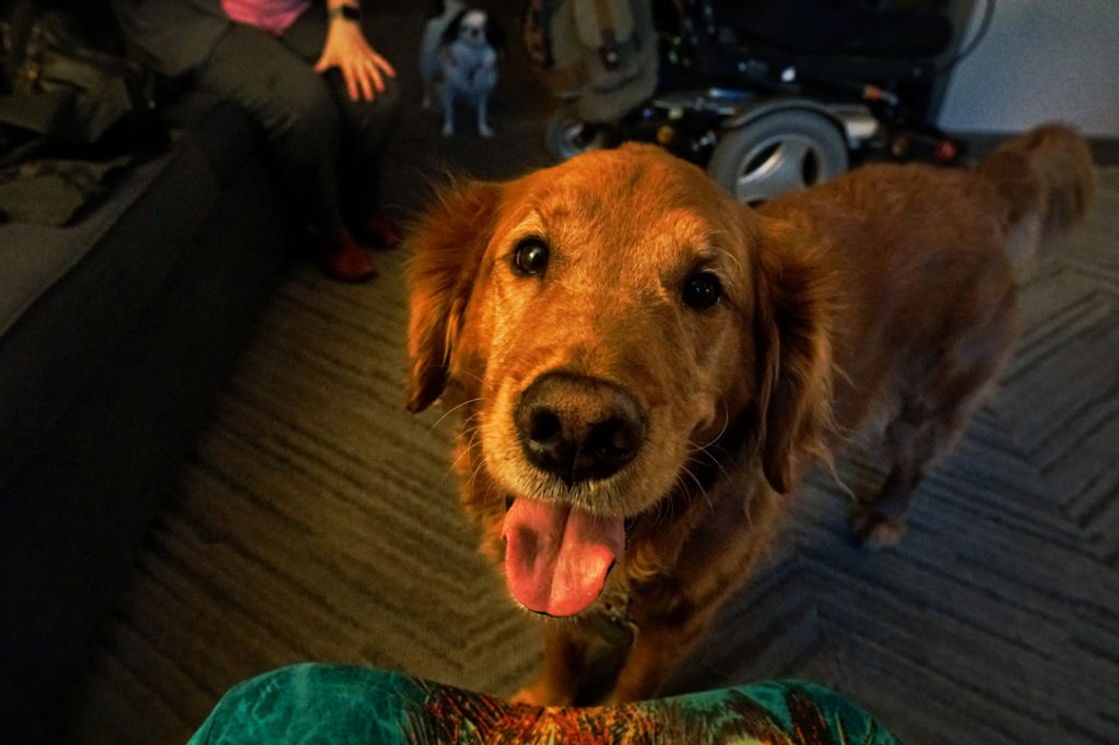 A closeup of Roger, his tongue is out and he is looking into the camera and looking extremely cute!