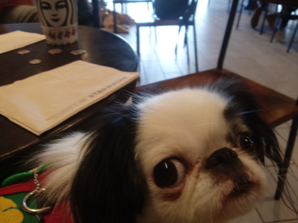 Hestia is in the foreground of this picture wearing her red vest. In the background you can just make out the other service dog lying down about two tables over.