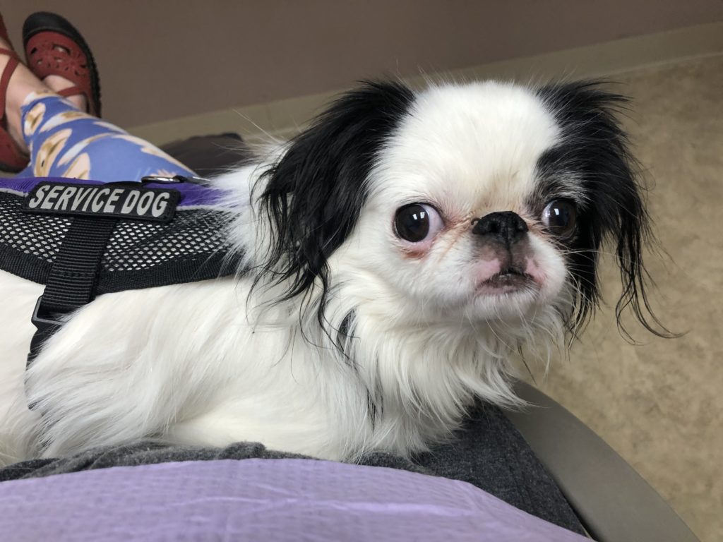 Hestia lies across Veronica's lap and looks up at her. You can read the service dog patch on her vest and see Veronica's leggings.