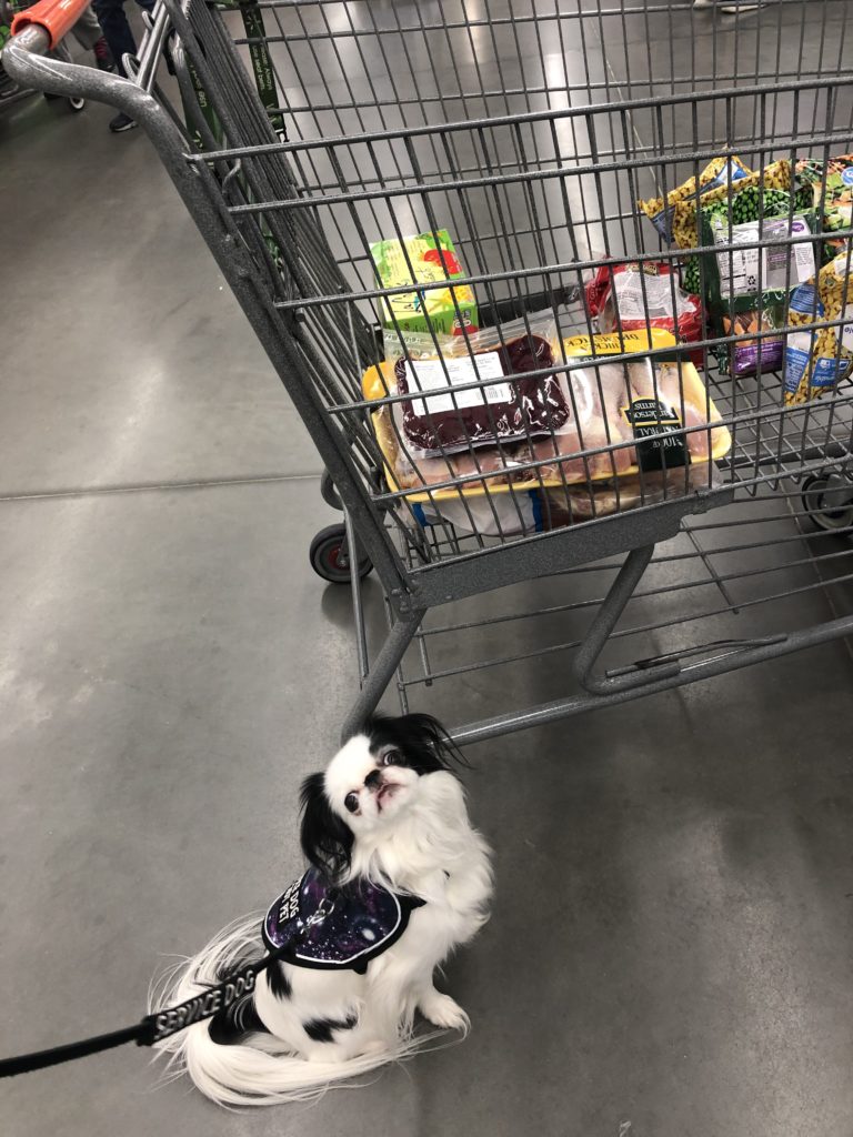 Hestia with the cart while we were in line.