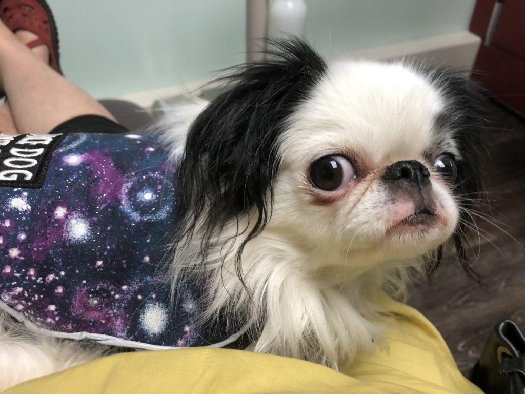 Hestia wearing her galaxy vest sitting on Veronica's lap.