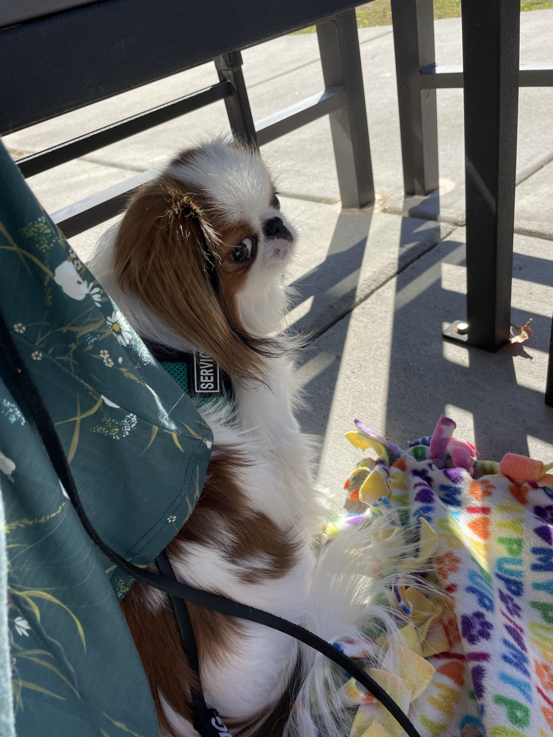 The first of many Taco Bell trainings Dr. V's Service Dog Adventures